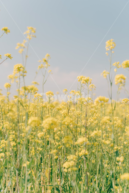 유채,유채꽃,blossom,감성사진,봄,봄,계절,spring,season