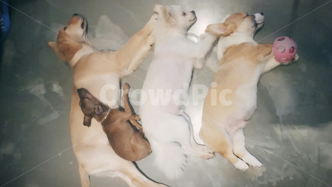 댕댕이,강아지,애완견,집사,잠자는,쿨쿨,애묘,동물,animal,포유류,mammal,개,강아지,dog,doggy