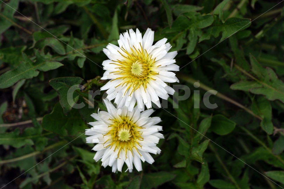 봄,꽃,자연,식물,플라워,spring,flower,nature,plants,민들레,이파리,꽃봉오리,접사,macro,클로즈업,closeup,tree,숲,숲속,산림,삼림,조경,봄꽃,감성,힐링,풍경,landscape,식물,자연,plants,nature,꽃,flower