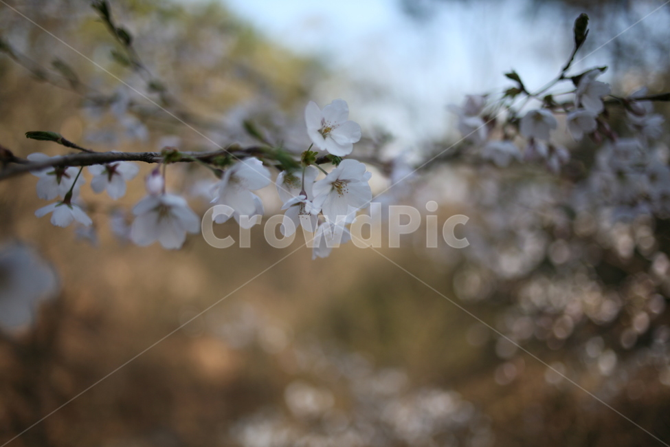 꽃,벚꽃,flower,cherryblossom,blossom