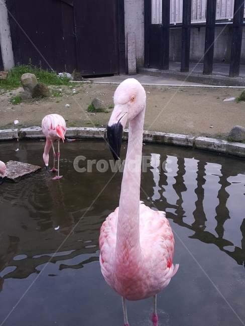 동물원,새,새사진,동물,홍학,동물,animal,조류,새,birds