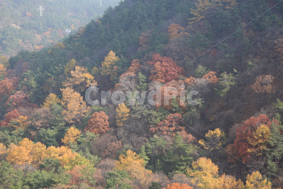 한국,산,금오산,가을,단풍,korea,mountian,山,秋,紅葉,가을,계절,fall,autumn,season,자연,풍경,nature,landscape,plant,식물,tree,나무,art,미술,painting,그림,fir,전나무