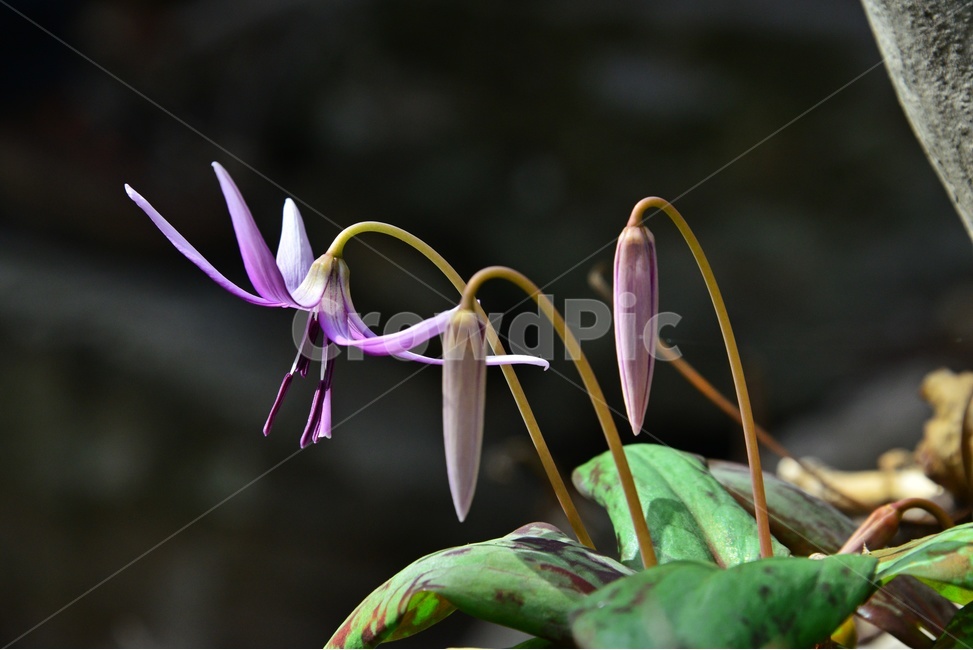 plant,식물,blossom,flower,꽃,얼레지,얼레지꽃,보라색,보라색꽃,봄꽃,봄,계절,식물,자연,plants,nature,꽃,flower