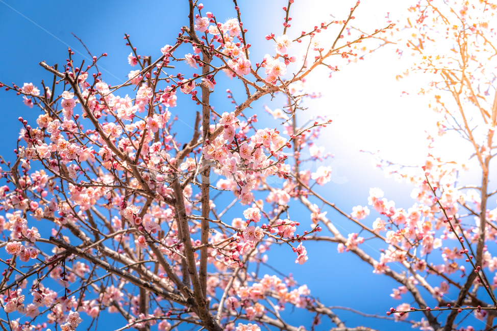 매화,홍매화,통도사,절,봄,봄꽃,봄,계절,spring,season,식물,자연,plants,nature,꽃,flower,plant,blossom