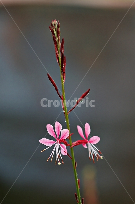 꽃,식물,자연,봄꽃,화려한,아름다움,식물,자연,plants,nature,꽃,flower