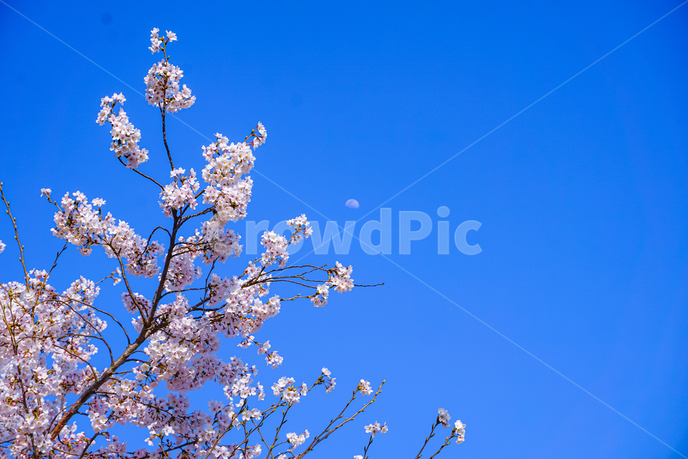 벚꽃,꽃,하늘,cherryblossom,blossom,flower,sky,식물,나무,풍경,봄,spring