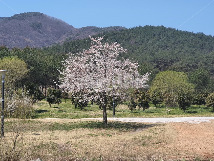 벚꽃나무,plant,식물,왕따나무,벚꽃,봄,봄꽃