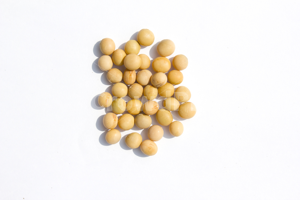 식재료,vegetable,갈색,브라운,곡류,곡식,음식,흰배경,모아놓은,모으기,농작물,음식재료,콩류,모아둔,자연,메주콩,soybean,soy,bean,식물,열매,많은,다수,콩,탑,탑뷰,탑앵글