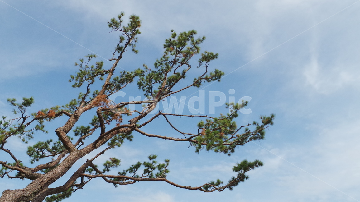 소나무,나무,tree,plant,식물,식물,자연,plants,nature,나무,trees,wood