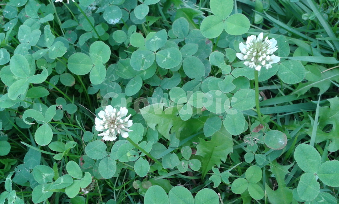 plant,식물,flower,꽃,blossom,토끼풀,행복,세잎클로버,식물,자연,plants,nature