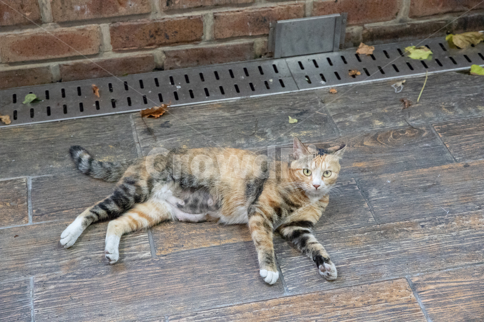 고양이,길고양이,삼색고양이,나뭇잎,배수구,동물,animal,포유류,mammal,고양이,cat,kitten,kitty