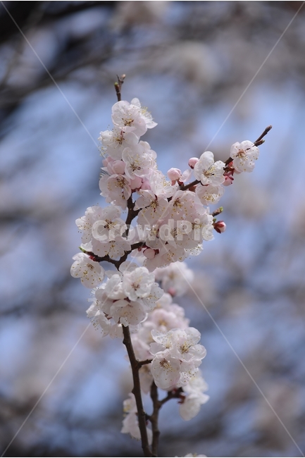 자연,nature,봄,꽃,봄꽃,매화,흰색,접사,근접촬영,봄,계절,spring,season,식물,자연,plants,nature,꽃,flower,plant,blossom