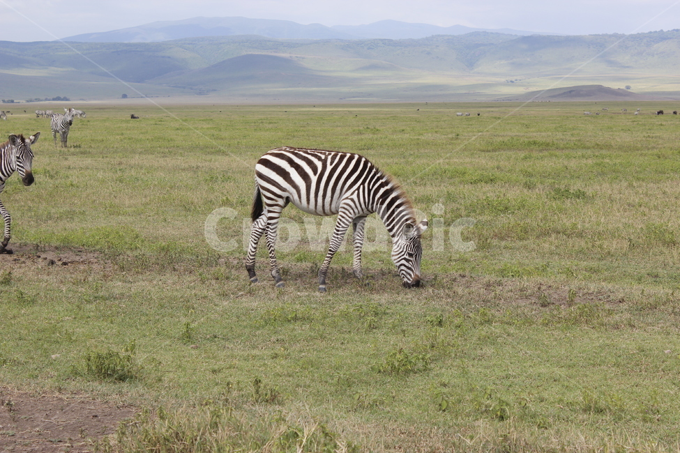 wildlife,야생생물,mammal,포유류,동물,animal,얼룩말,zebra,세렝게티,초원,아프리카,포유류,mammal