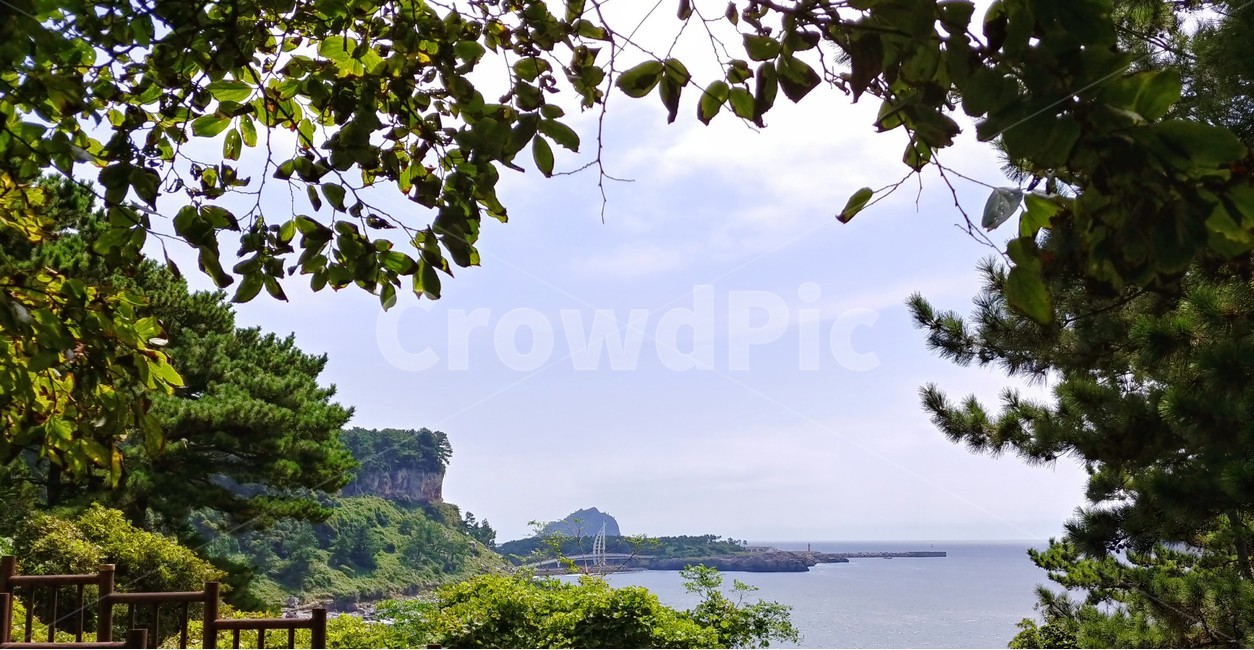 여름,제주,새연교,맑음,녹음,자연,풍경,nature,landscape,tree,나무,plant,식물,outdoors,옥외
