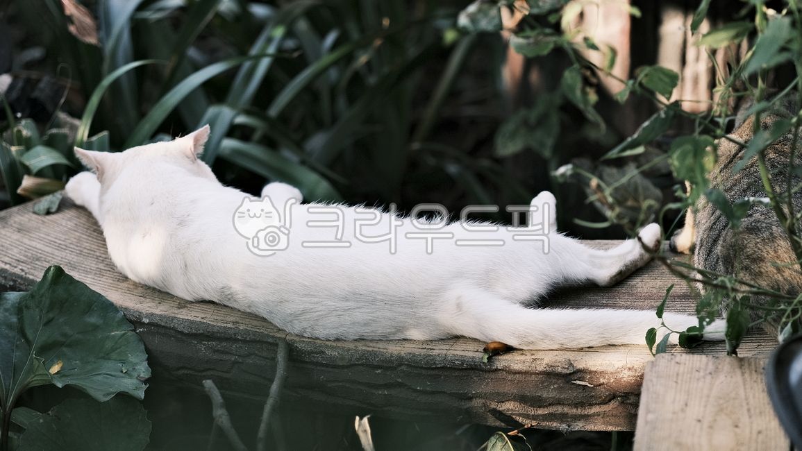 Odd Eye,jelly cat,alleycat,cute cat,cute,cat paws,stray cat,mammal,white cat,cat,oddeye,streetcat,animal,dad cat,mammalia,whitecat