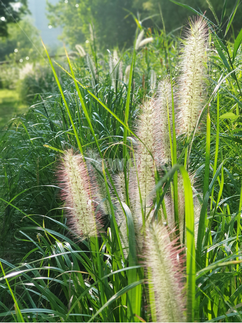 강아지풀,풀,자연,햇살,식물,plant,grass,reed,nature,leaf,잎,잎새,식물,자연,plants,nature