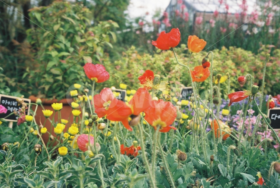 사진,필름카메라,풍경,꽃,올림푸스,양귀비,식물,자연,plants,nature,꽃,flower