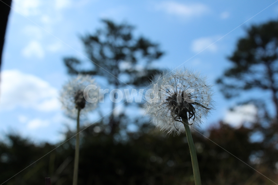 plant,식물,flower,꽃,blossom,하늘,sky,파란,구름,자연,나무,민들레,민들레씨,green,tree,blue,cloud,nature,식물,자연,plants,nature,꽃,flower