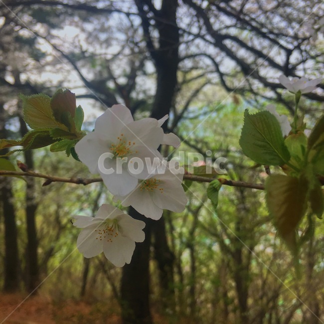 봄,산,자연,꽃,벚꽃,나무