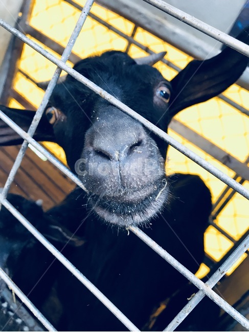 염소,동물,반가운인사,초롱초롱,자유,동물,animal,포유류,mammal