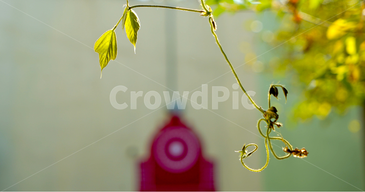새싹,줄기,기차,덩쿨,칡,식물,자연,plants,nature