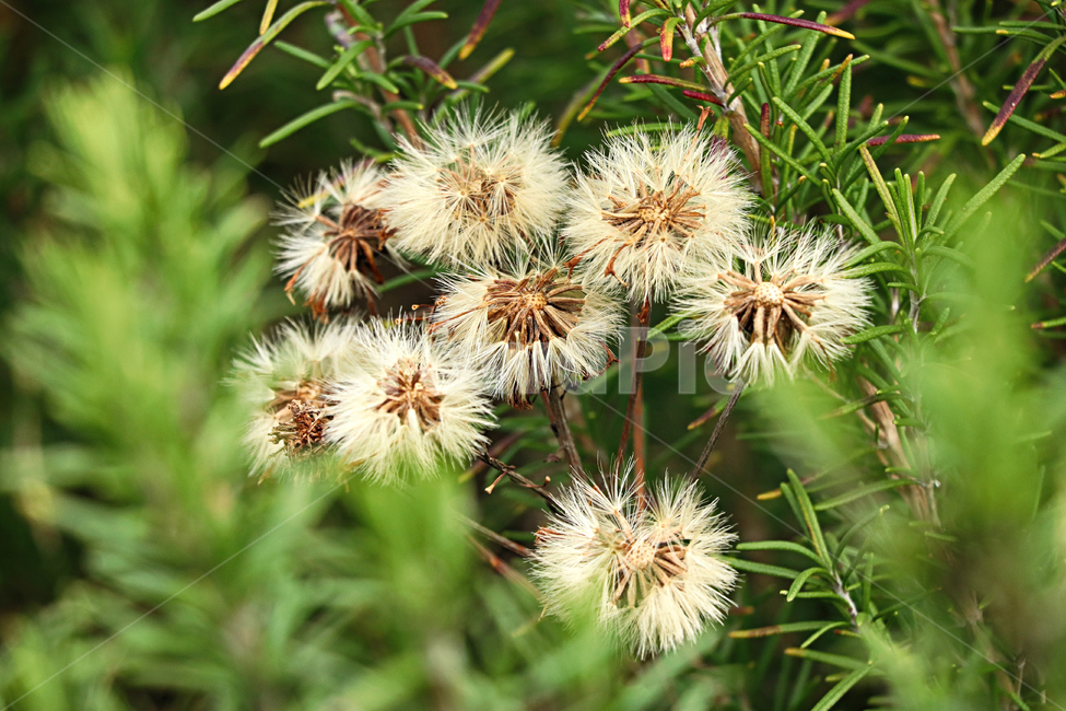 flower,꽃,민들레,민들레홀씨,홀씨,plant,식물,blossom