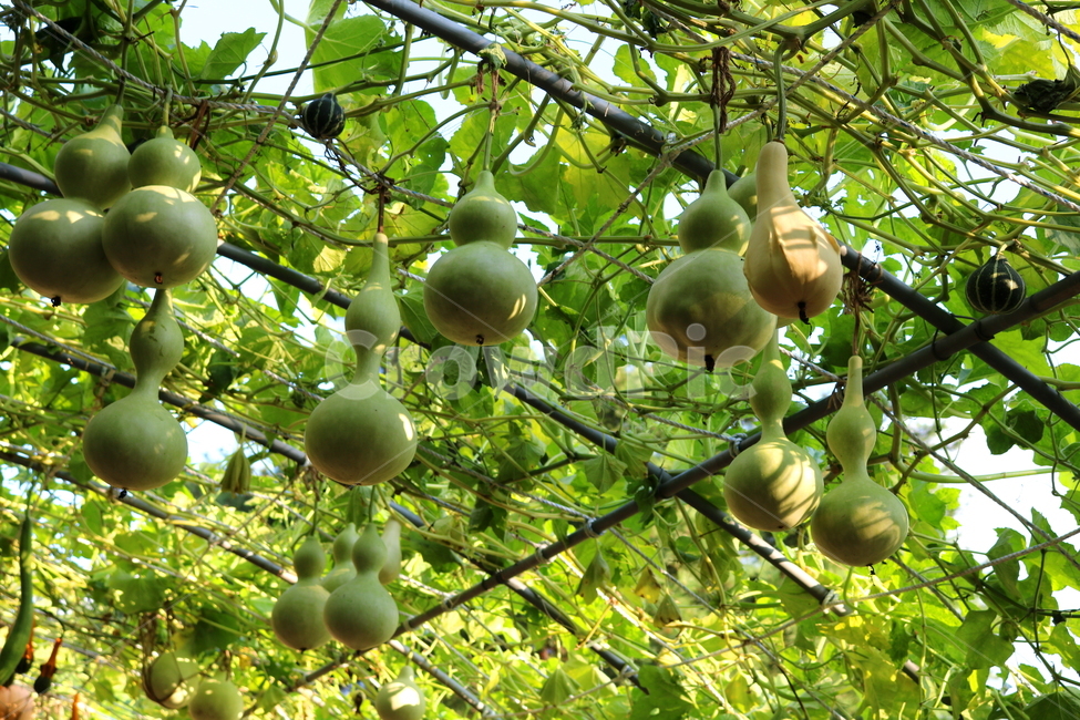 박,호박,식물,덩굴식물,열매,넝쿨식물,자연,식물,자연,plants,nature,과일,열매,fruit