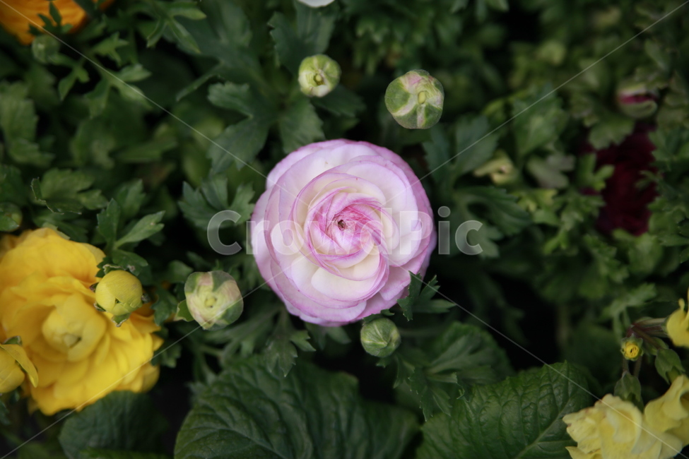 봄꽃,꽃,아름다움,봄소식,식물,클로즈업,식물,자연,plants,nature,꽃,flower
