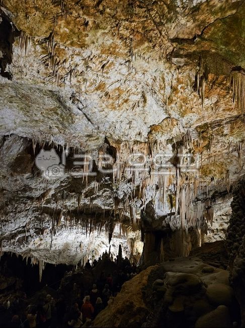 cave,Postojna Cave,nature,lime,karst terrain,Postojna,Slovenian,karst,balkan,llama,balkan peninsula,limestone cave,postoija,Yama Cave,europe