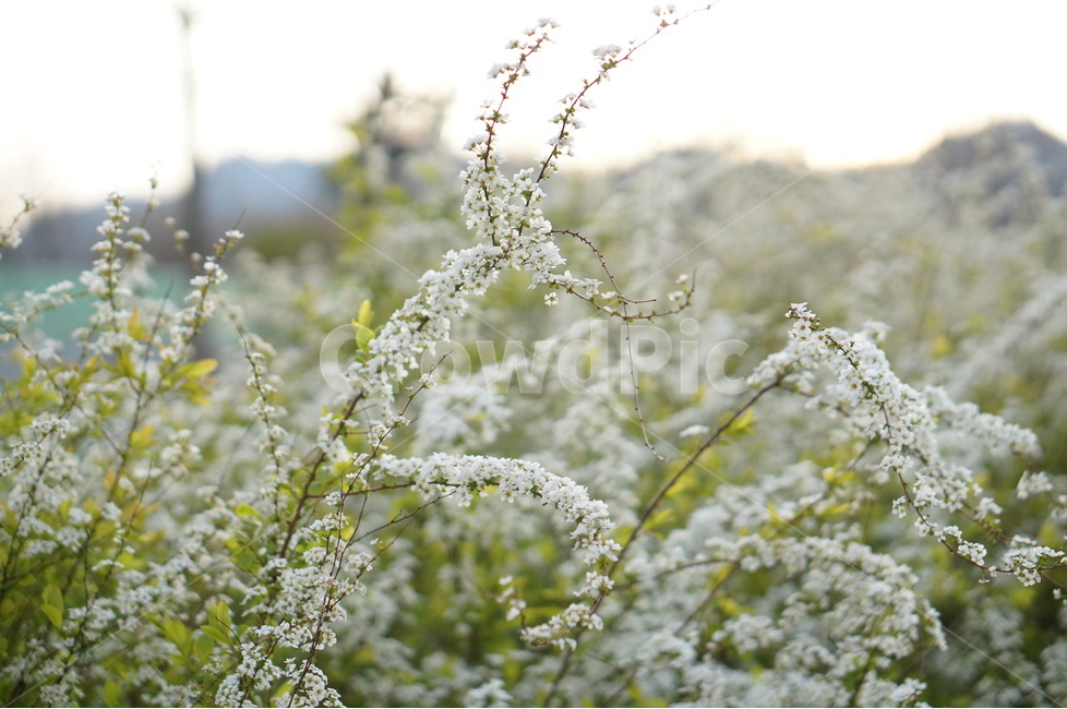 조팝나무,저녁때,흰색,나무,봄,싸리꽃,길가,봄,계절,spring,season,식물,자연,plants,nature,꽃,flower,plant