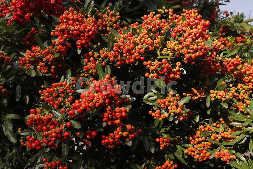 plant,식물,열매,나무,만개,과일,열매,fruit