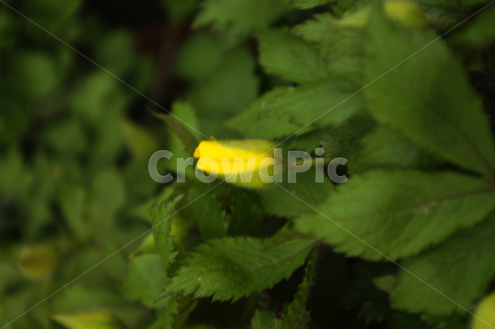 식물,plant,자연,nature,꽃,flower,봄,spring,계절,식물,자연,plants,nature,꽃,flower