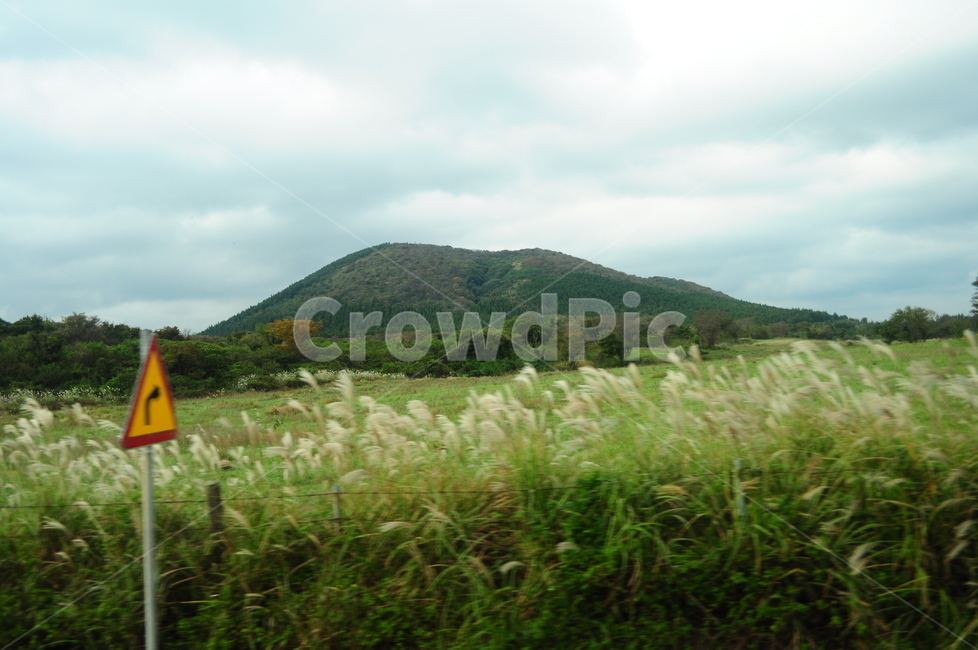 제주도,풍경,자연,오름,갈대,억새,풀,표지판,자연,풍경,nature,landscape,outdoors,옥외,grass,잔디,plant,식물