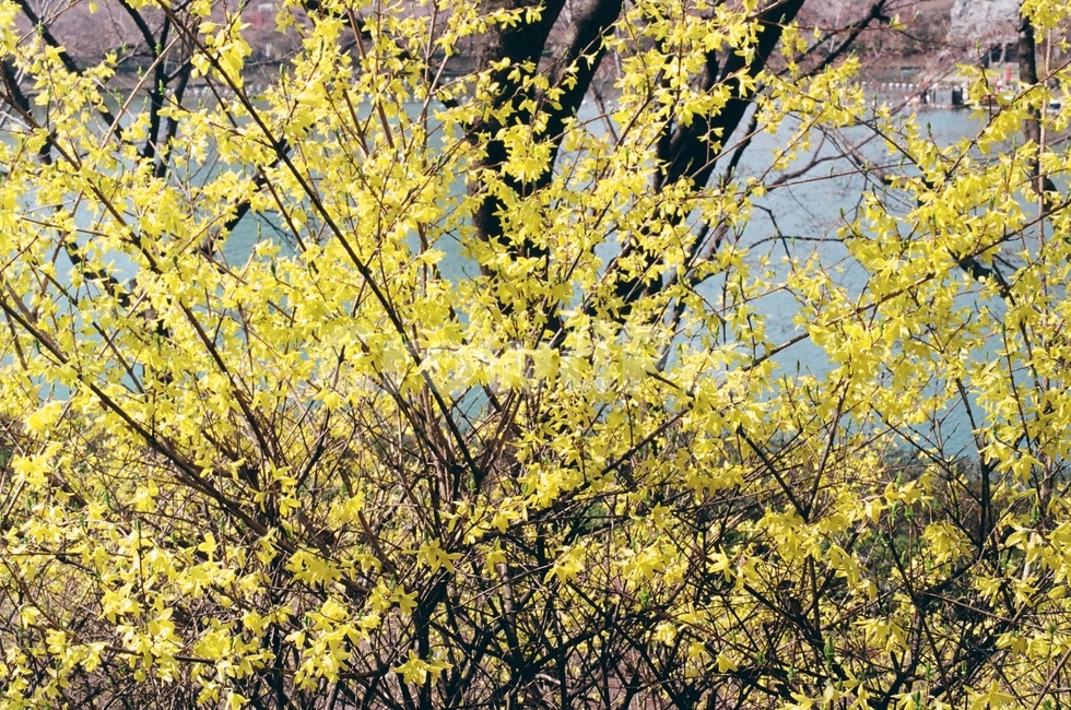 개나리,공원,봄,꽃,노란개나리,산책