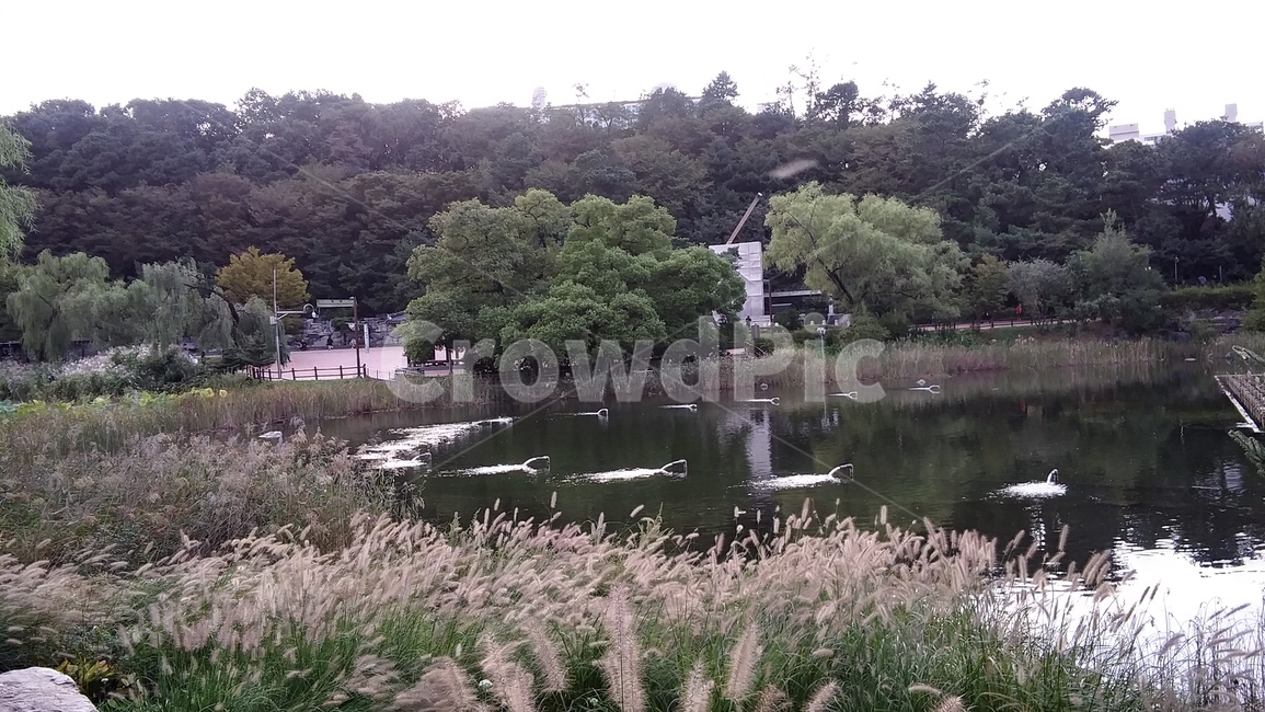 nature,자연,water,물,outdoors,옥외,분수,호수,tree,연못,전원,공원,숲,나무,자연,풍경,nature,landscape