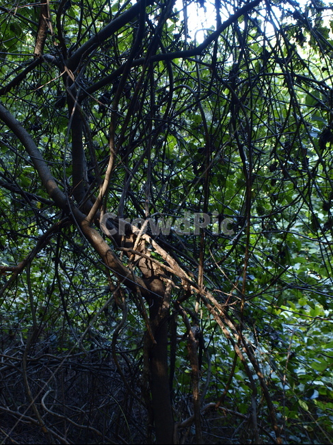 숲,나무,자연,초록,하늘,소나무,식물,자연,plants,nature,나무,trees,wood