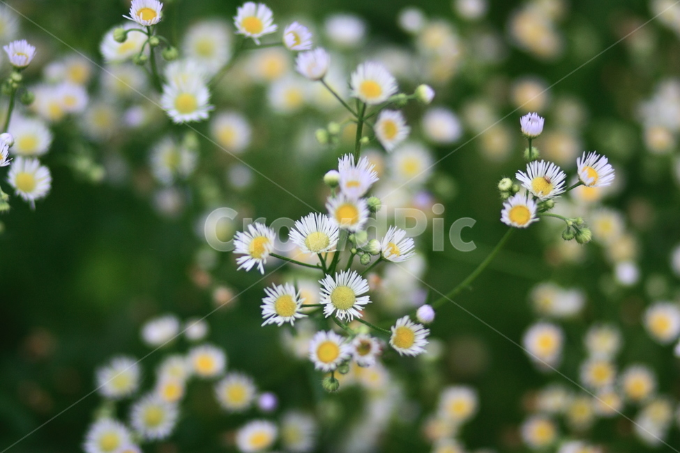 자연,식물,꽃,풀,nature,plant,flower,grass,식물,자연,plants,nature,꽃,flower