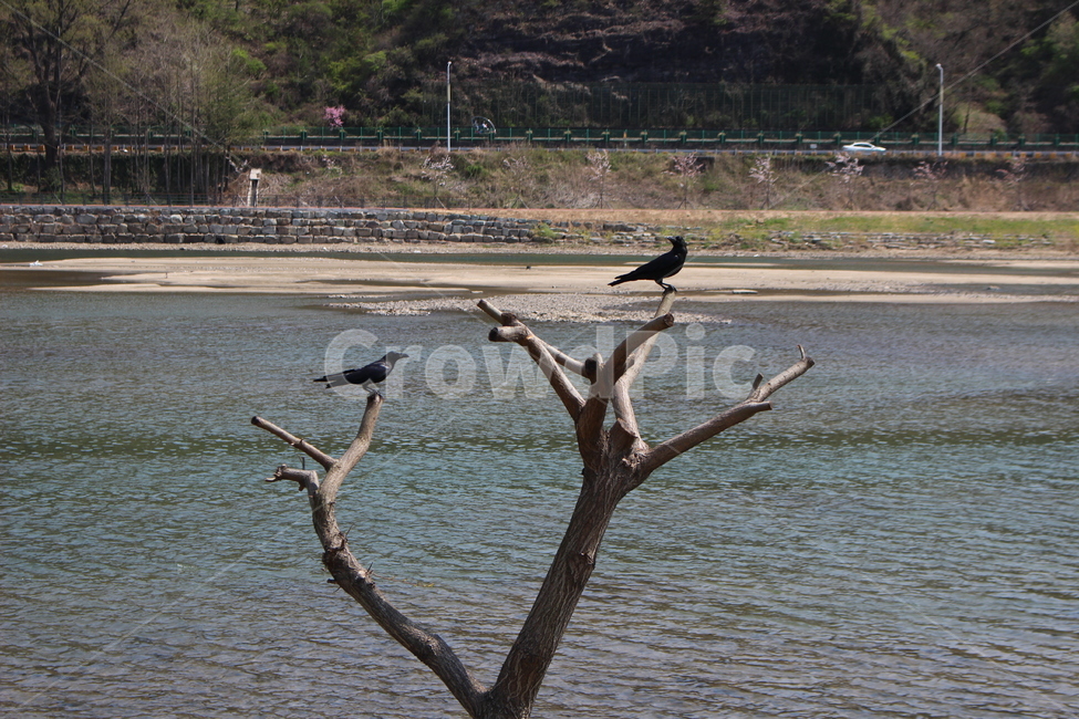 까마귀,강가,나무,강,까마귀들,새,자연,나무에앉은까마귀들,동물,animal,조류,새,birds