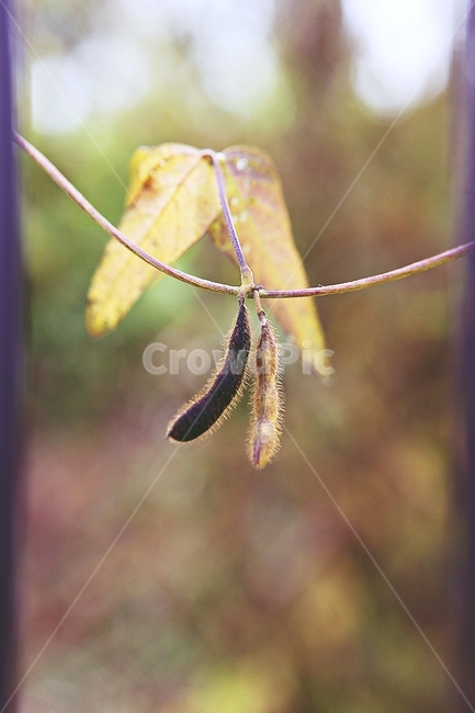 식물,잡초,열매,울타리,철망,자연,가을,추수,수확,식물,자연,plants,nature