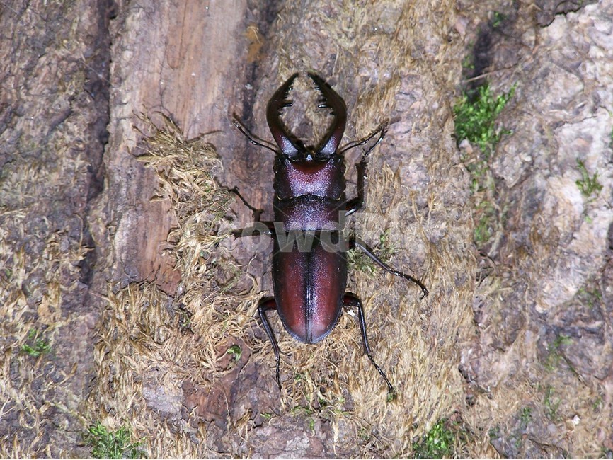 사슴벌레,곤충,stagbeetle,자연,뿔,강인함,nature,bug,동물,animal,곤충,벌레,insect,bug