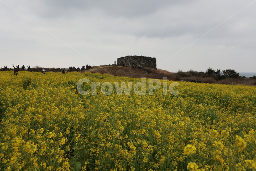 제주도,봄,유채꽃,따뜻함,꽃,자연,grassland,섭지코지,countryside,nature,outdoors,옥외,field,들,목초지