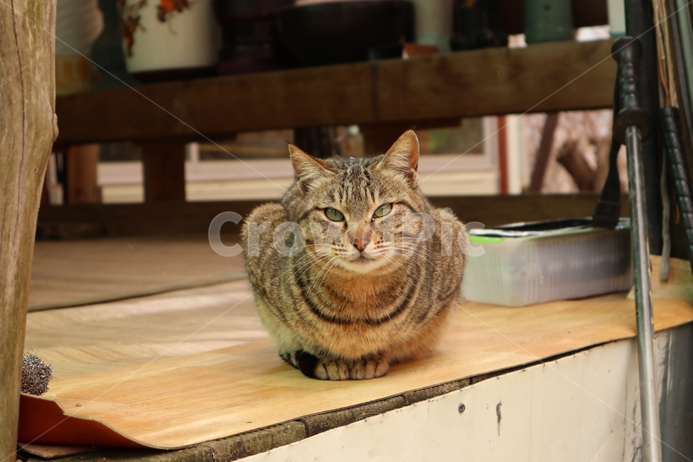고양이,길고양이,동물,코리아숏헤어,시골,마루,장판,cat,anima,koreanshorthair,straycat,동물,animal,포유류,mammal,고양이,cat,kitten,kitty