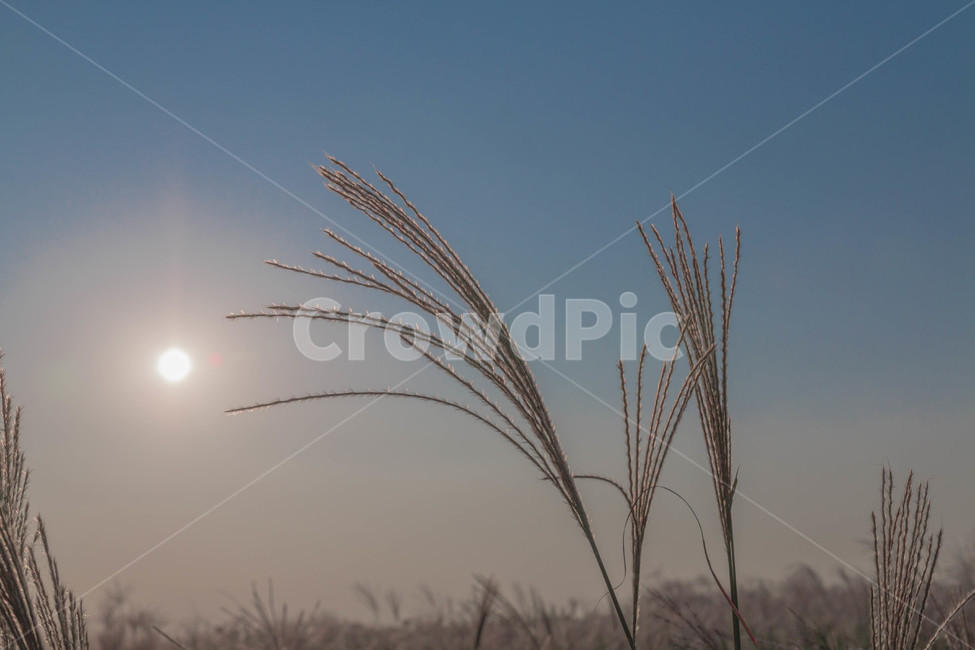 가을,갈대,노을,하늘,가을하늘,공원,가을,계절,fall,autumn,season,식물,자연,plants,nature,grass,잔디,plant
