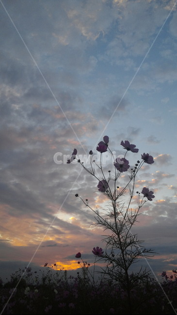 코스모스,가을,노을,실루엣,하늘,그림자,석양,autumn,cosmos,silhouette,가을,계절,fall,autumn,season,식물,자연,plants,nature,light,빛,flare,플레어,weather,날씨,outdoors,옥외