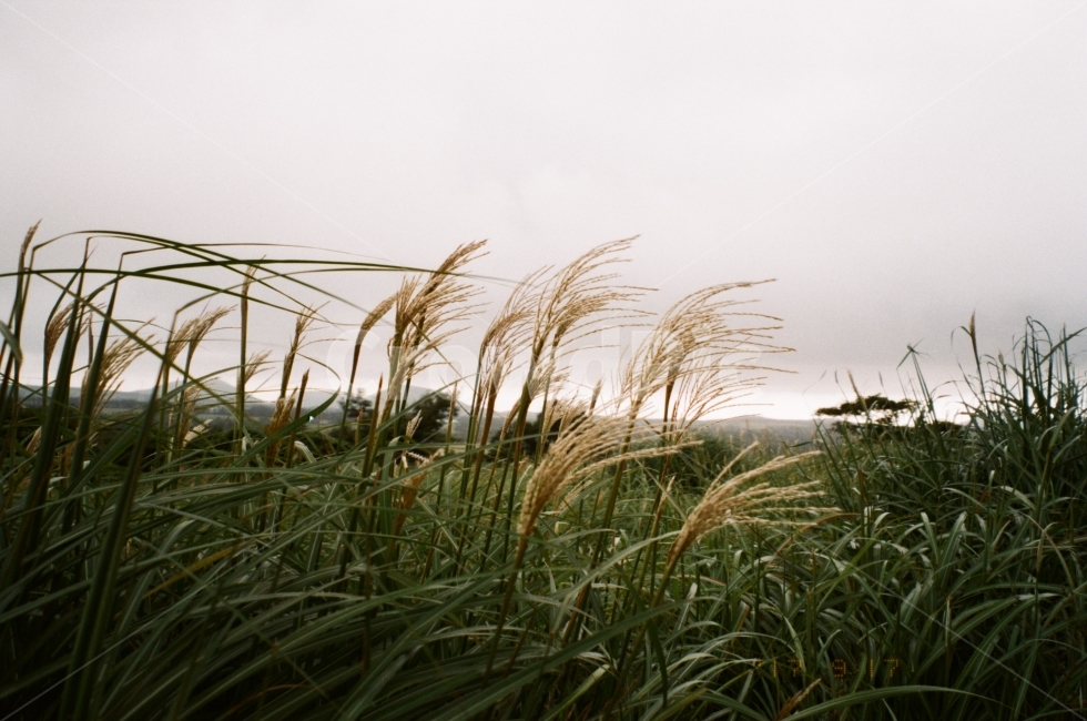 필름,필름사진,제주,억새,여행,풀,하늘,오름,제주도,흐림,film,analog,green,jeju,grey,자연,풍경,nature,landscape,식물,plants,grass,잔디,plant,lawn,reed,갈대