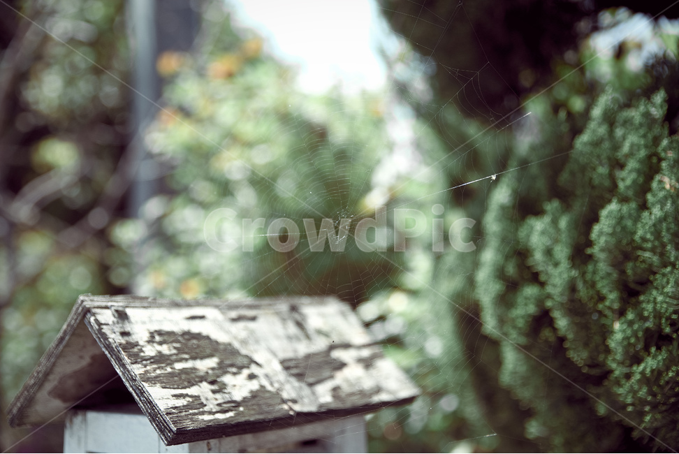 거미줄,자연,녹색,식물,나무,거미,spider,nature,green,plant,tree,감성,sensible,feeling