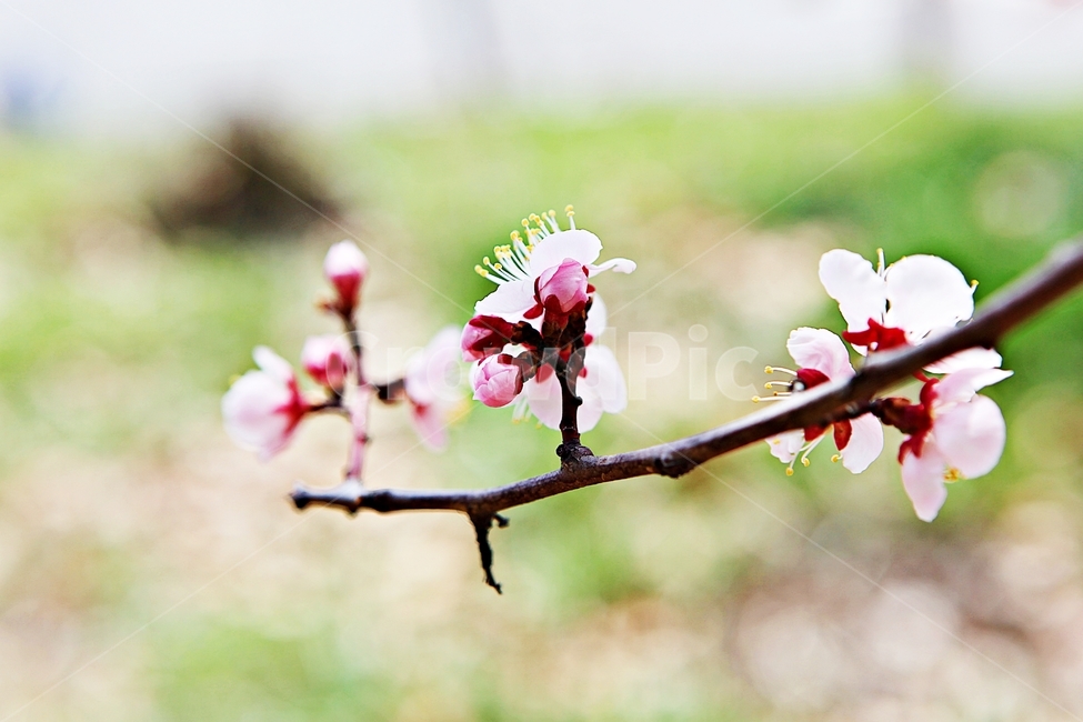 매화,꽃,매화꽃,나무,배경,자연,자연,풍경,nature,landscape,식물,plants,꽃,flower,나무,trees,wood,plant