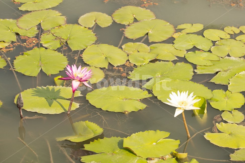 자연,꽃,연꽃,수련,빅토리아,식물,자연,plants,nature,꽃,flower