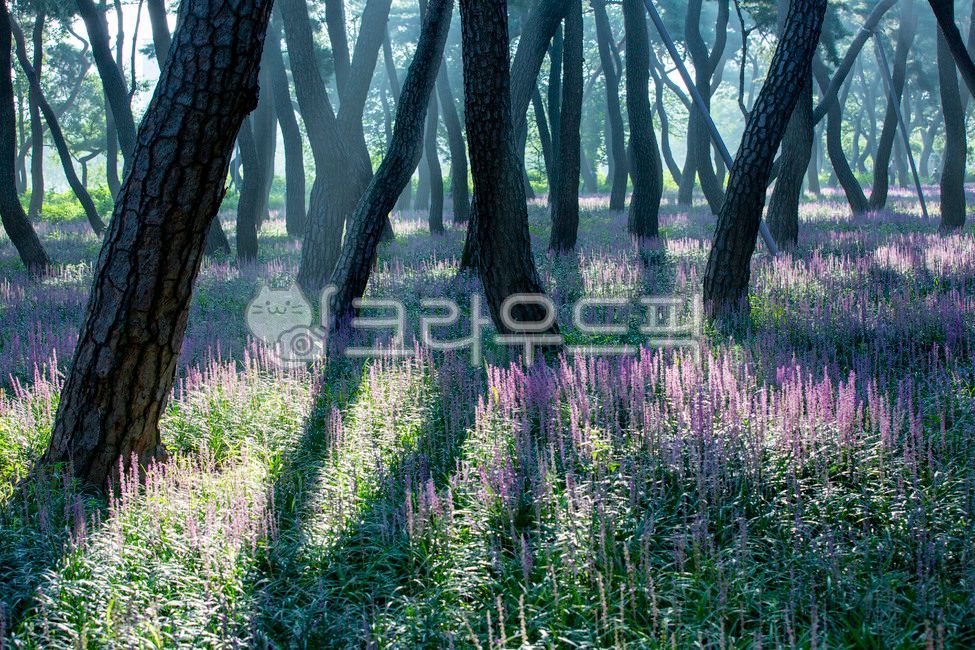 pine tree,Gyeongju city,Maekmundong,Macmundong flower,plant,tree,Hwangseong Park,pine forest