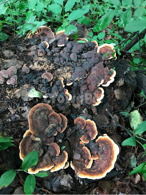 버섯,mushroom,식물,plants,자연,nature,버섯,mushroom